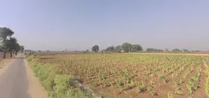 Shertha, Gujarat, India preview 3