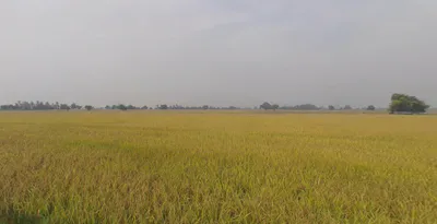Naukerian, Punjab 152033, India preview 2