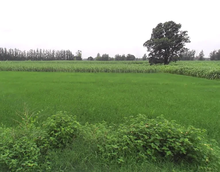 Bhagwanpur, Uttarakhand 247661, India preview 3