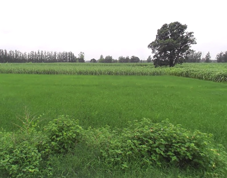 Bhagwanpur, Uttarakhand 247661, India