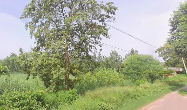 Rampur Maniharan Dehat, Uttar Pradesh 247451, India