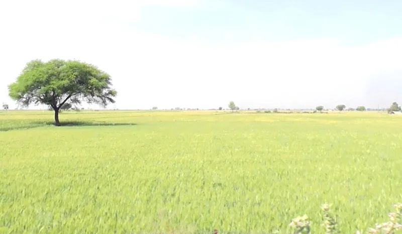 963Q+5FH, Jhirniya, Madhya Pradesh 462036, India preview 3