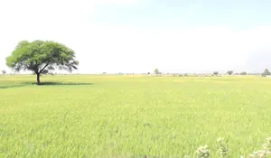 963Q+5FH, Jhirniya, Madhya Pradesh 462036, India preview 3