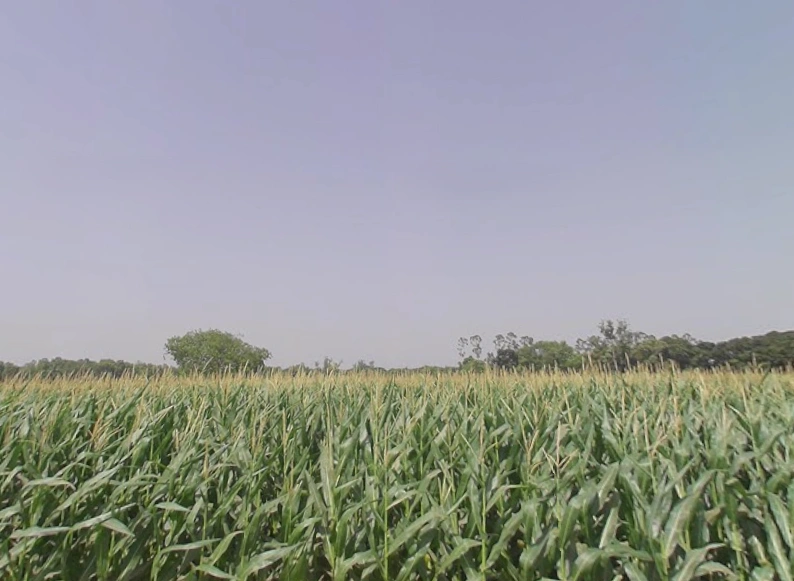 Bahadurgarh, Uttar Pradesh 245208, India