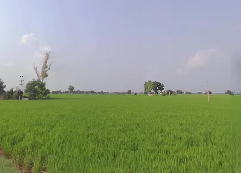 Nihal Singh Wala, Punjab 142055, India