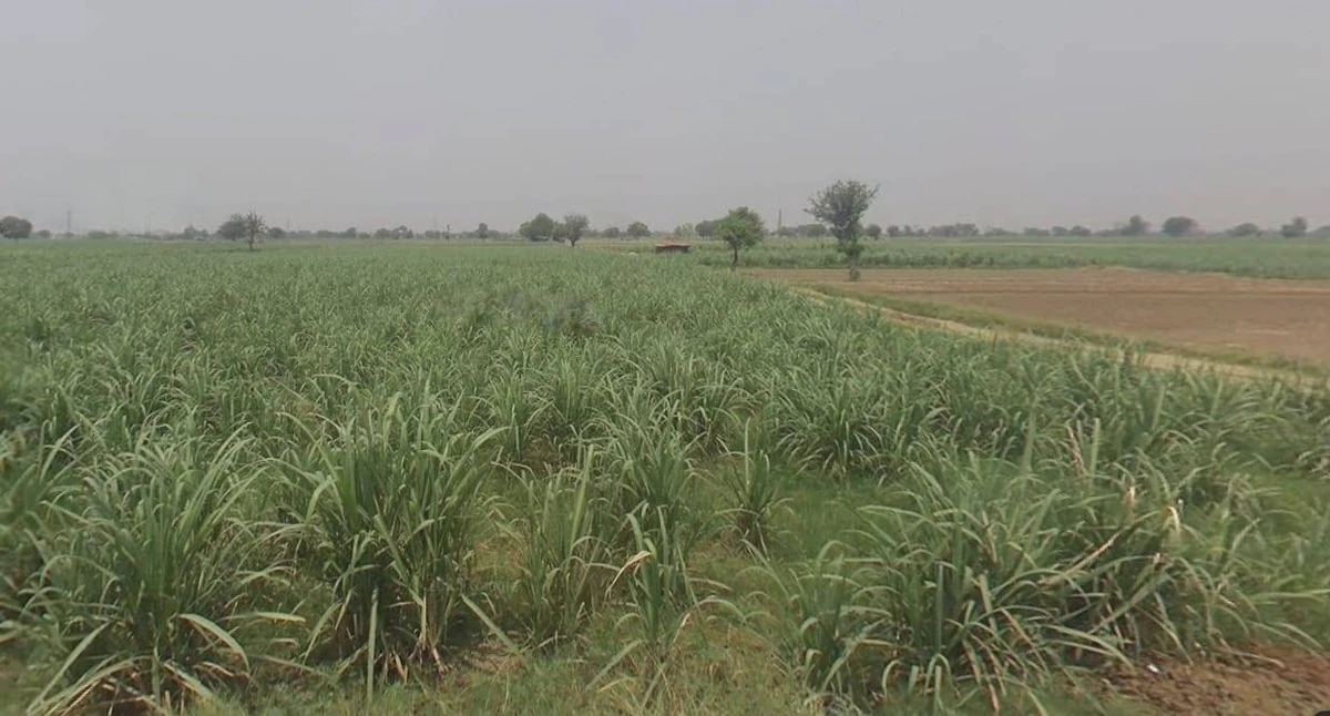 Sankheda, Madhya Pradesh 466665, India