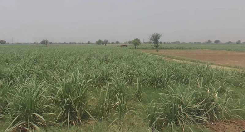 Sankheda, Madhya Pradesh 466665, India preview 3