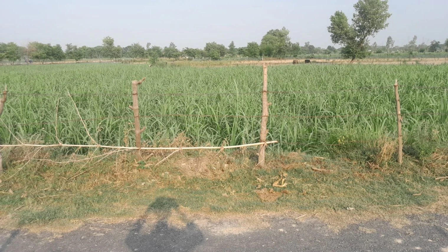 M6M8+CMR, Maheshpur, Rampur Sargha, Uttar Pradesh 224201, India