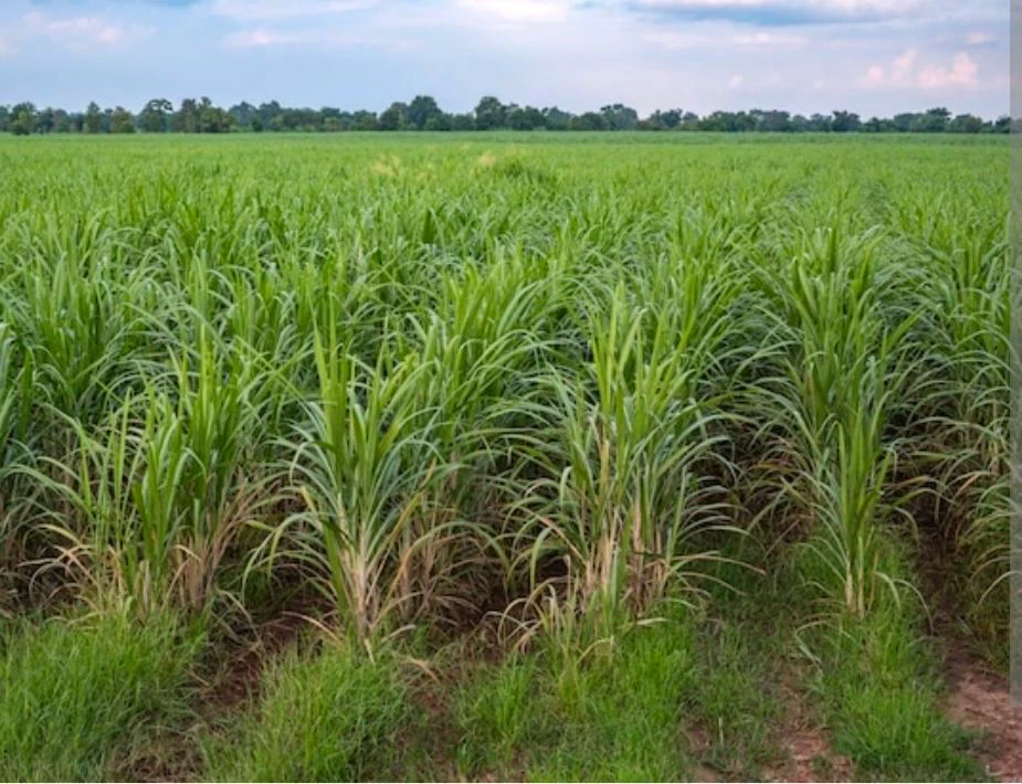 8R23+CM3, Bhalwa, Uttar Pradesh 251201, India