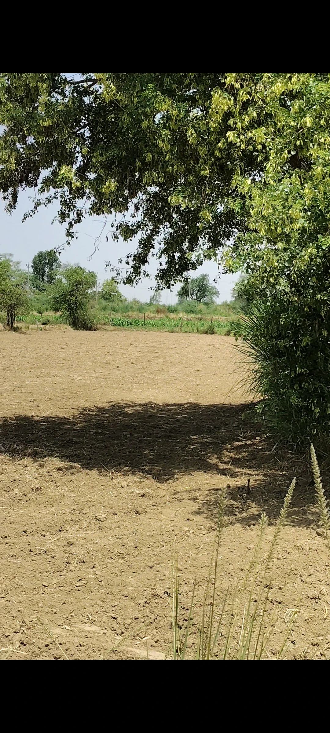 Bhagosa, Govardhan, Mathura, Uttar Pradesh, India