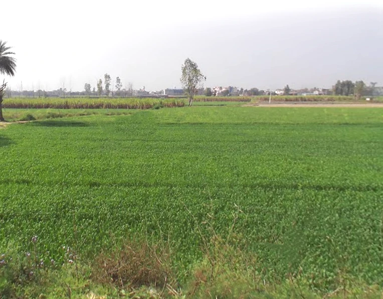 Phalauda, Uttar Pradesh 250401, India