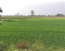 Phalauda, Uttar Pradesh 250401, India preview 3