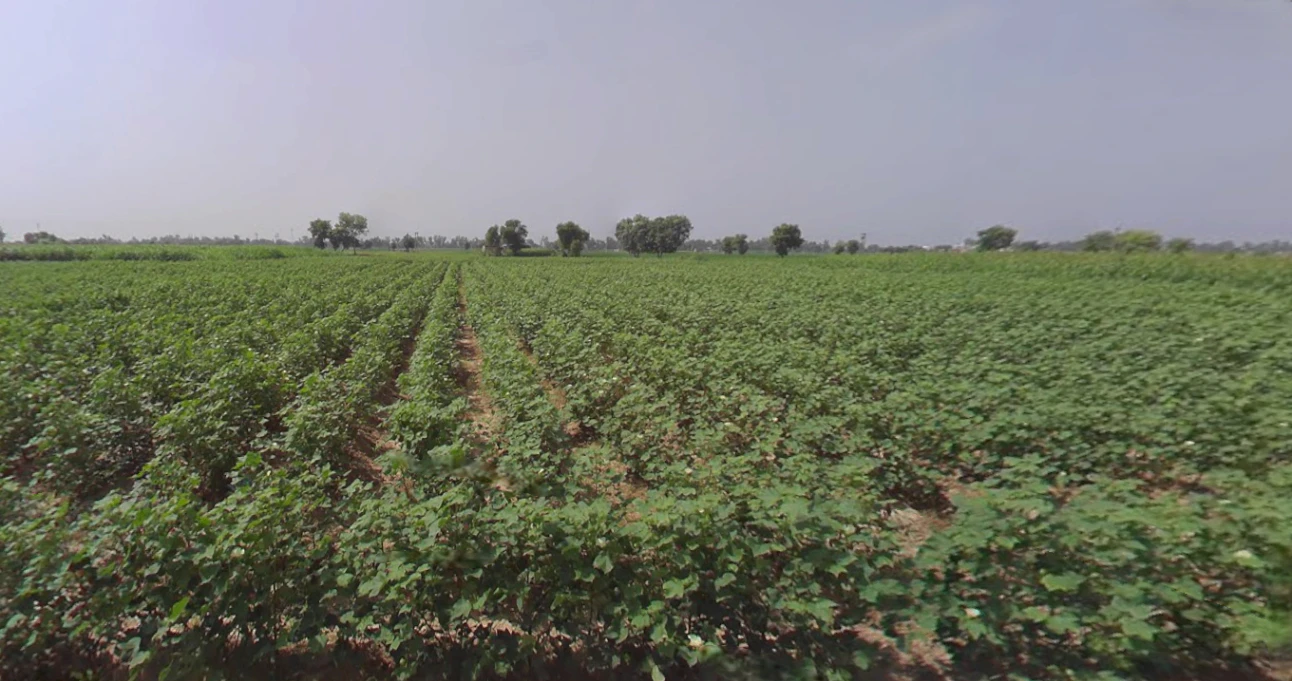 Ellenabad, Haryana 125102, India