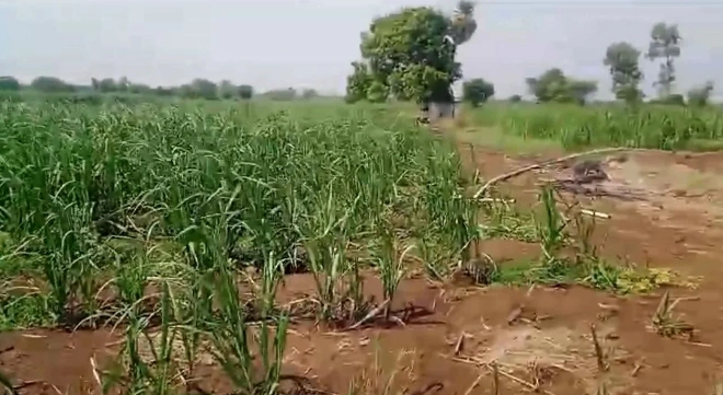 Sathwar, Telangana, India