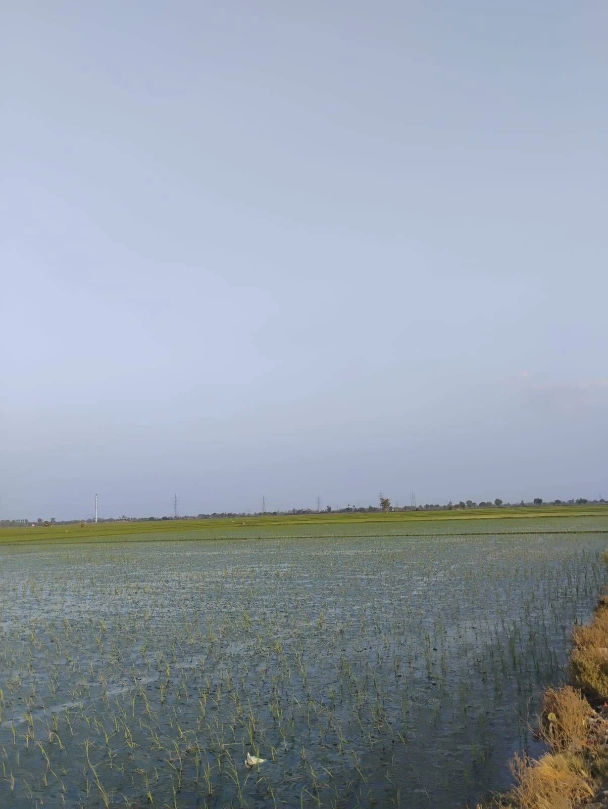 Bishambhara, Uttar Pradesh 281404, India