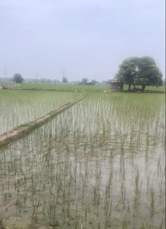 Garhshankar - Rawal Pindi Rd, Garhshankar, Punjab 144527, India