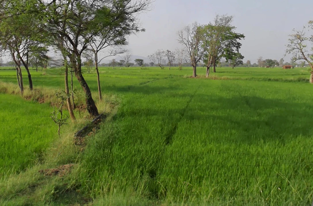 Matiya, Chhattisgarh 491225, India