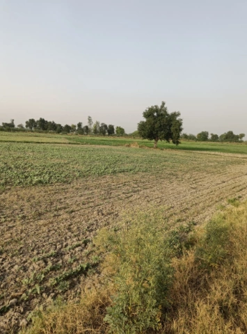 Talwandi Sabo, Punjab 151302, India