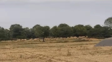 GX62+MMC, Jaipur, Chaksu, Kothun, Rajasthan 303901, India