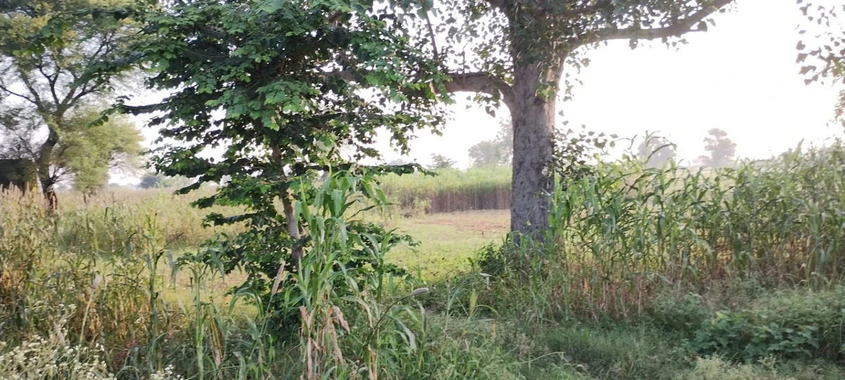 Barodameo, Rajasthan 301021, India
