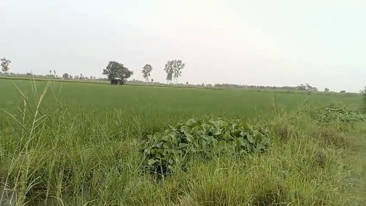 3WV8+V3 Mawana, Meerut, Uttar Pradesh, India