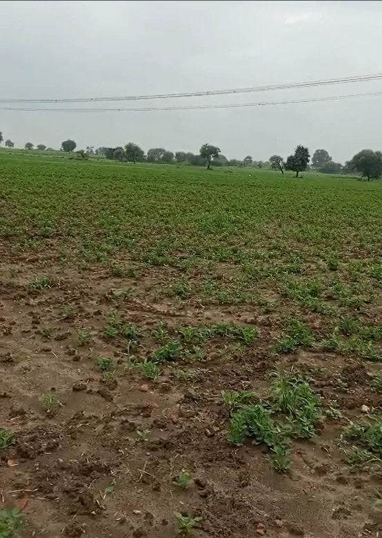 W3WP+H6V, Agar Malwa, Susner, Madhya Pradesh 465447, India