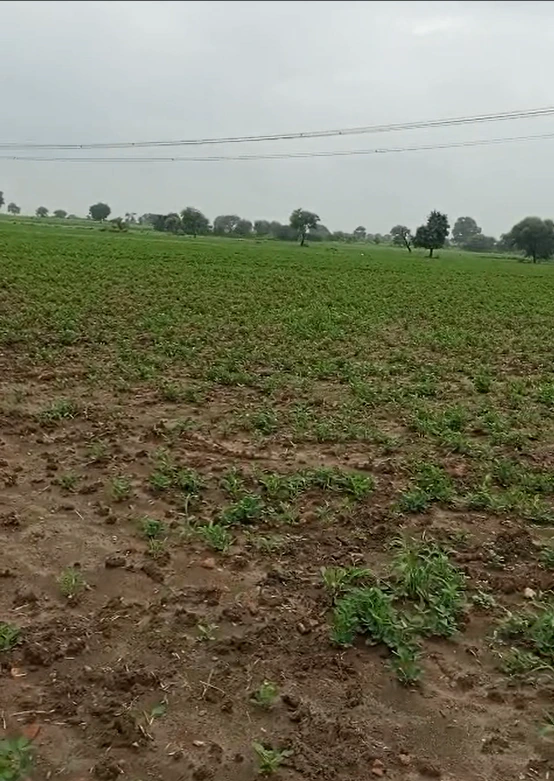 W3WP+H6V, Agar Malwa, Susner, Madhya Pradesh 465447, India