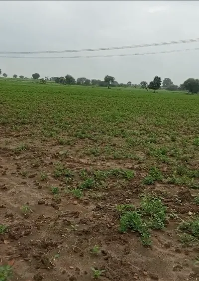 W3WP+H6V, Agar Malwa, Susner, Madhya Pradesh 465447, India preview 3