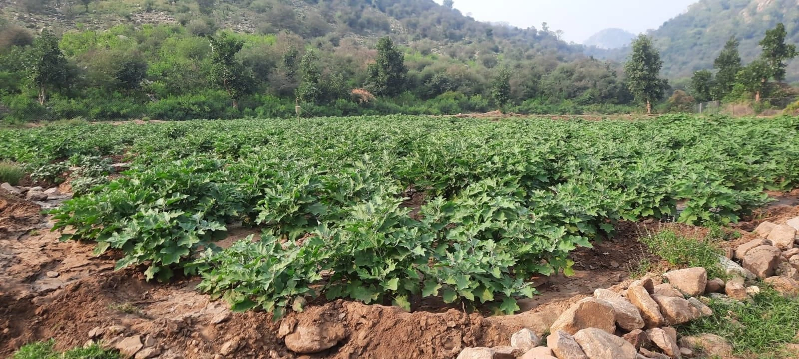 HG4R+68 Rundh Dadikar, Rajasthan, India preview 2