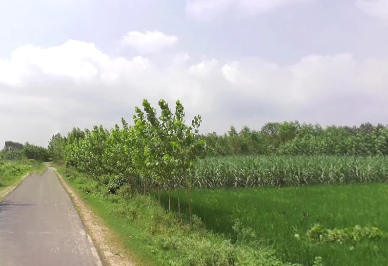 Anwarpur Barauli, Uttar Pradesh 247129, India