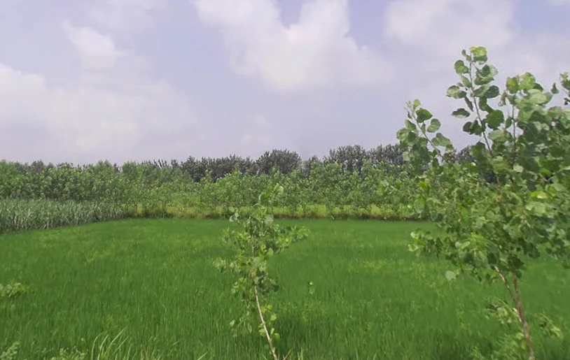 Anwarpur Barauli, Uttar Pradesh 247129, India