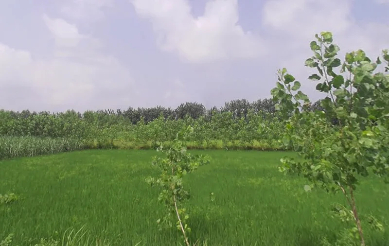 Anwarpur Barauli, Uttar Pradesh 247129, India preview 2