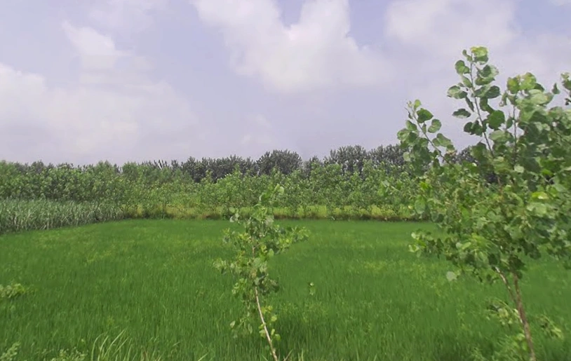 Anwarpur Barauli, Uttar Pradesh 247129, India