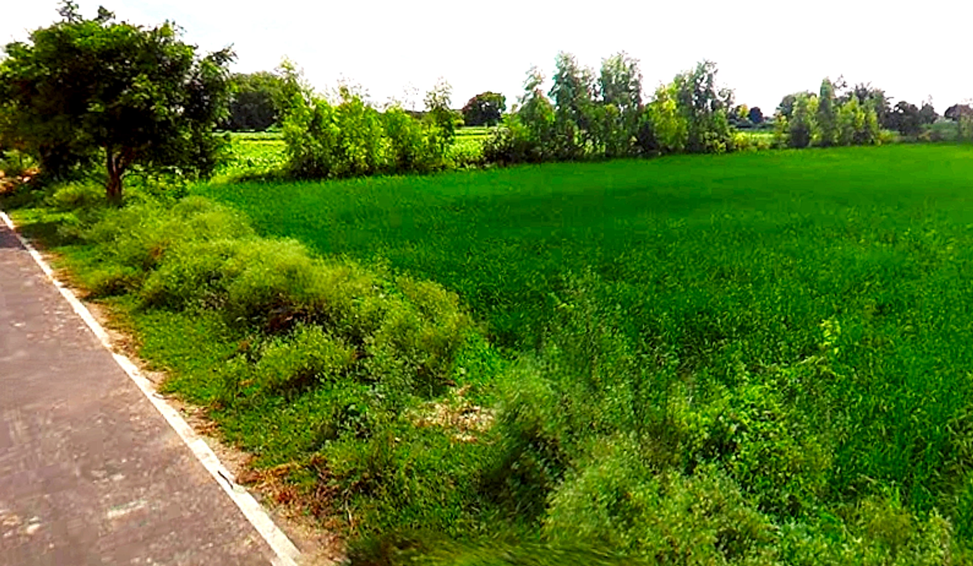 Ismailpur, Uttar Pradesh 202280, India