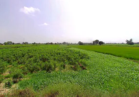 Konark Rd, Konark, Odisha 752111, India preview 3