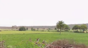 Hinotiya, Madhya Pradesh 464226, India preview 3