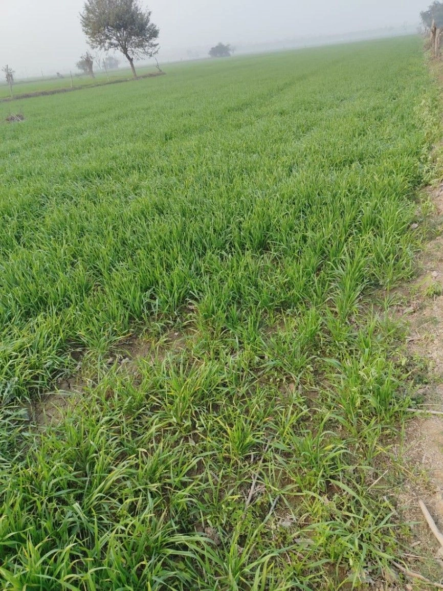 Behat, Uttar Pradesh 247121, India