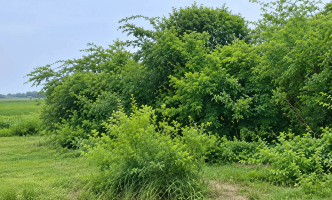 Vrindavan, Mathura, Uttar Pradesh, India