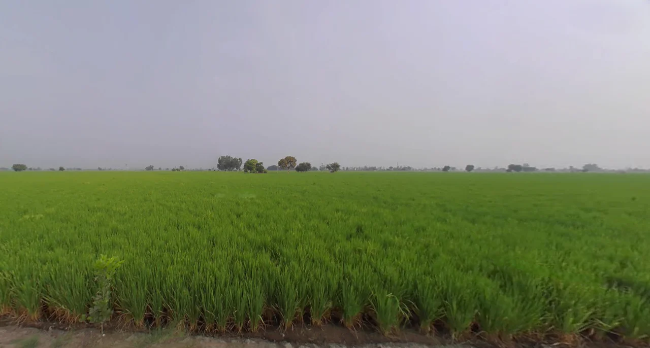 Bareta, Punjab 151501, India preview 3