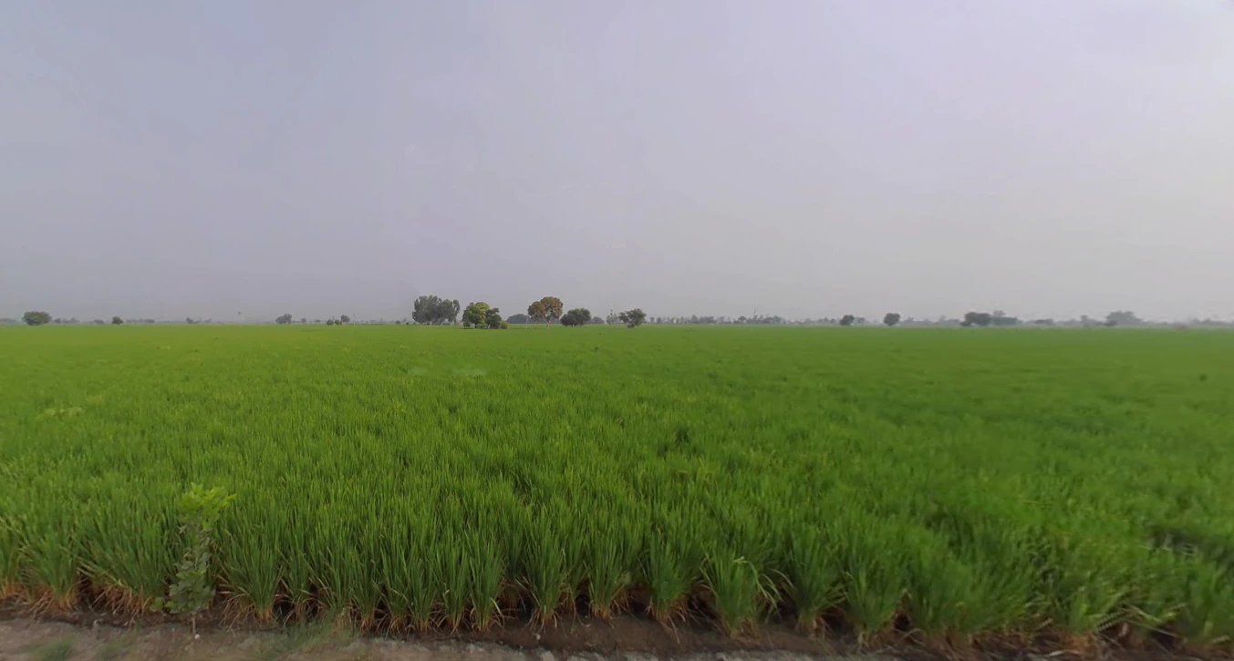 Bareta, Punjab 151501, India