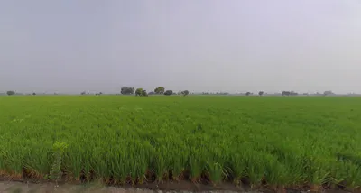 Bareta, Punjab 151501, India preview 3