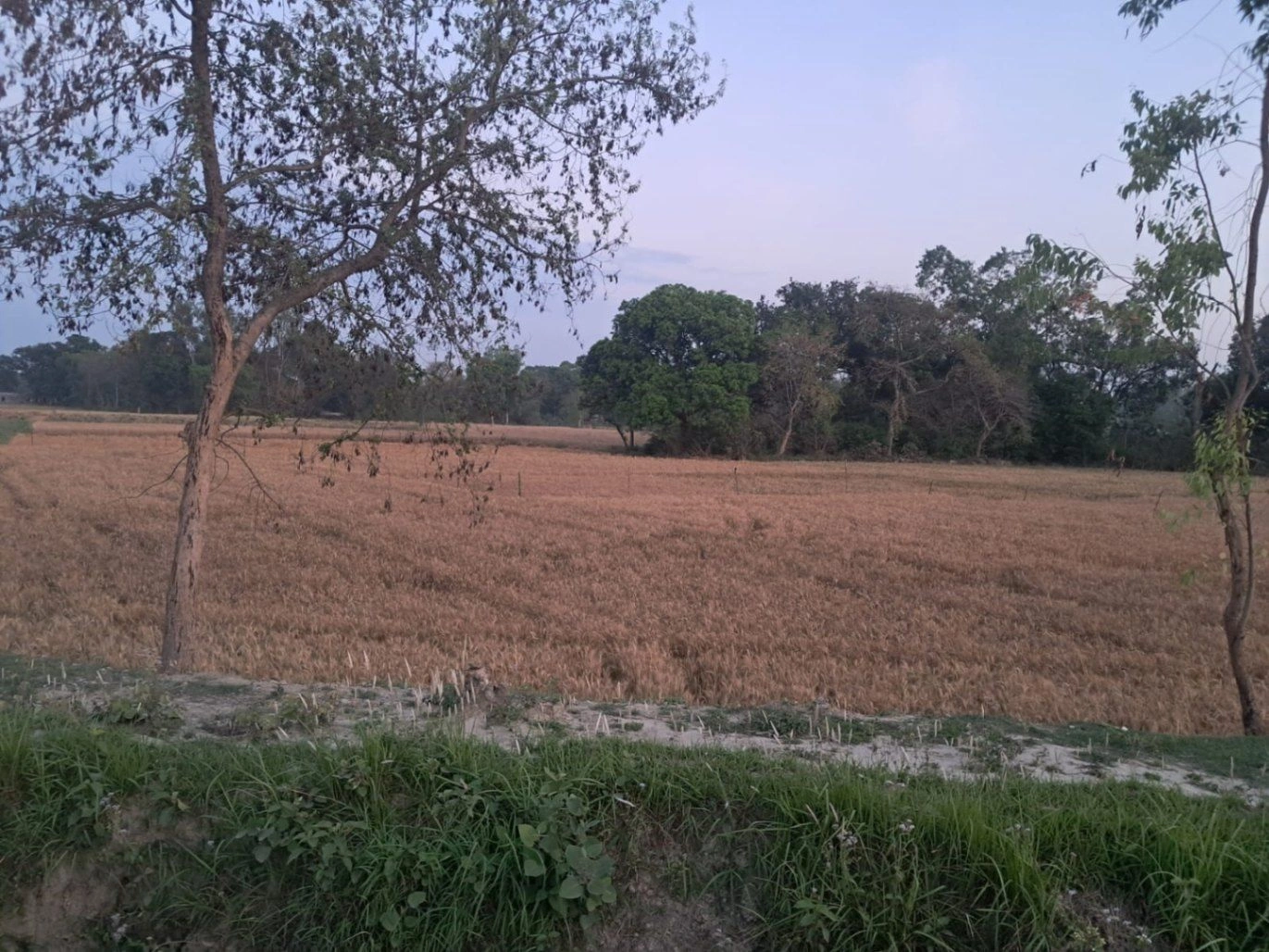 Barnagar, Madhya Pradesh 456771, India