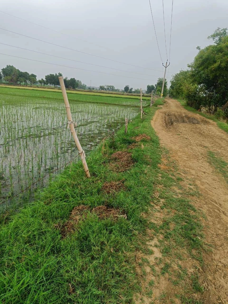 Bukharari, Mathura, Uttar Pradesh, India