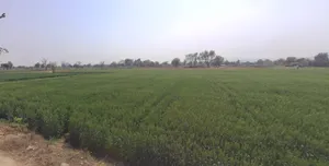 Beas Pind, Punjab, India preview 2