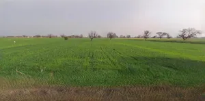 Mandsaur, Madhya Pradesh, India preview 3