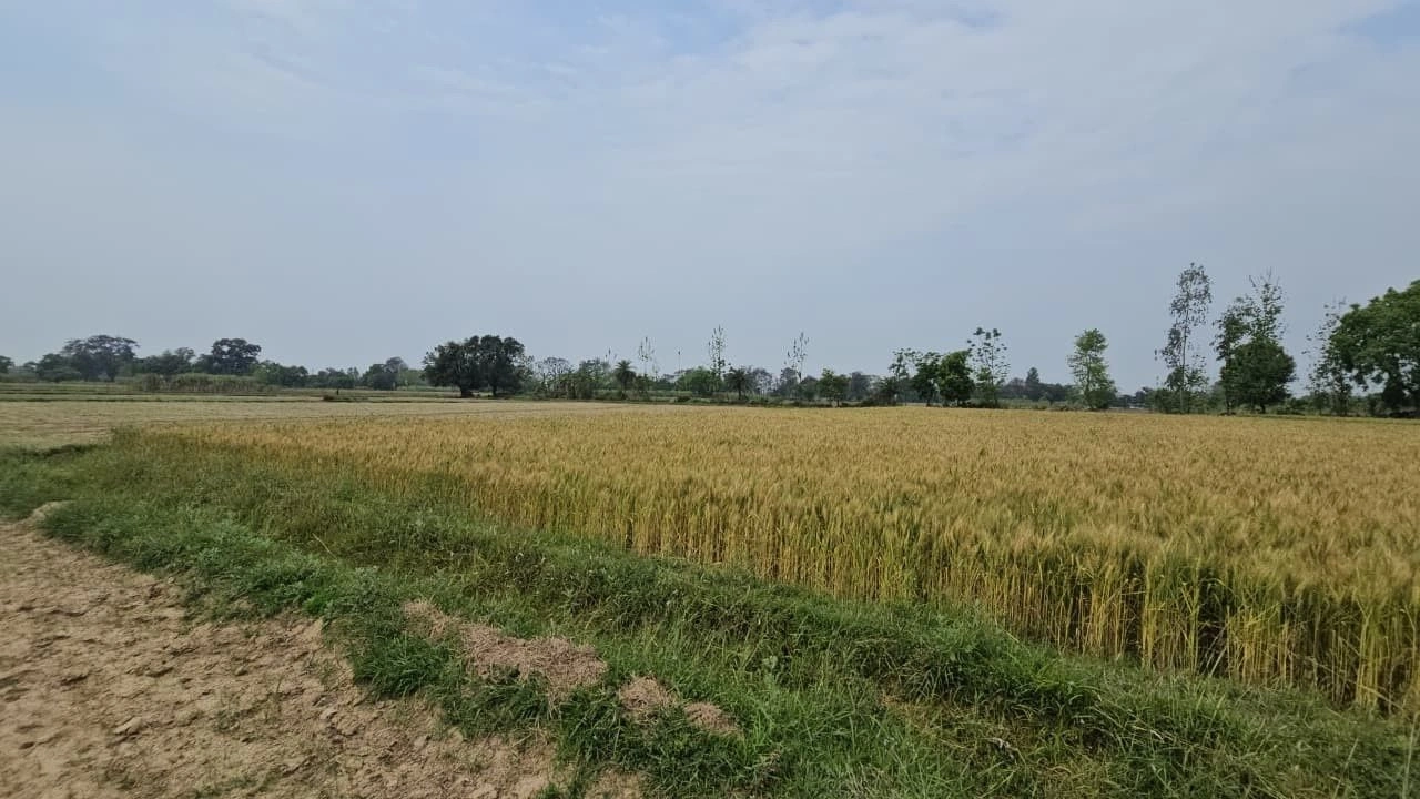 8C26+84Q, Lamiyan, Rajasthan, India