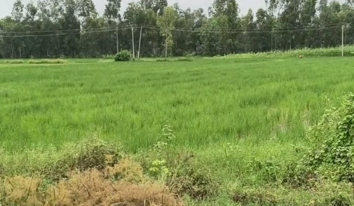 Surirkalan Bagar, Mathura, Uttar Pradesh 281205, India