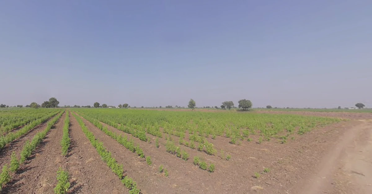 Bhalgamda, Gujarat 363421, India