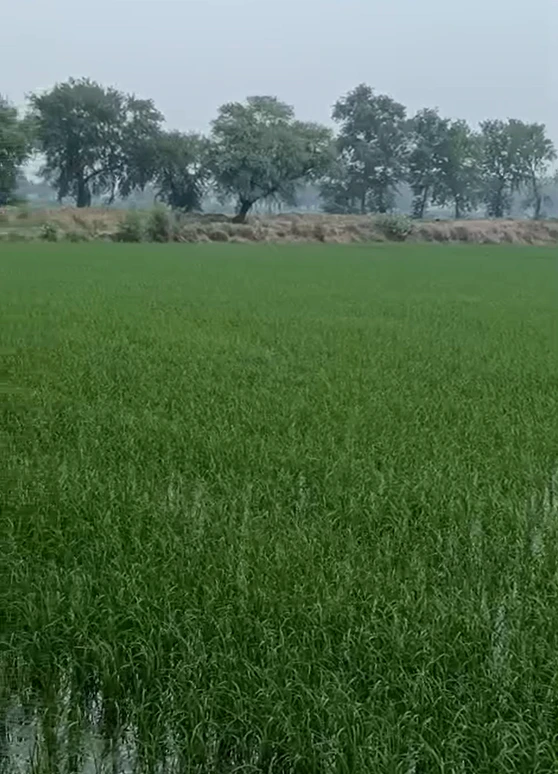 Ratia, Fatehabad, Haryana 125051, India