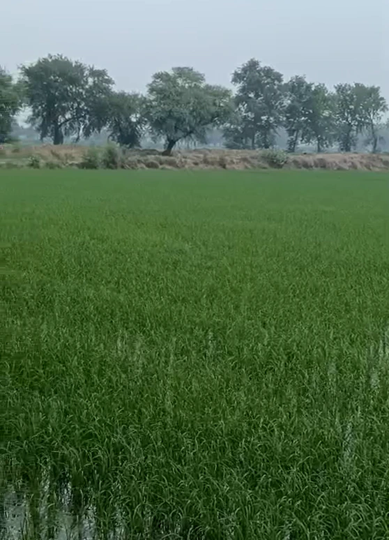 Ratia, Fatehabad, Haryana 125051, India